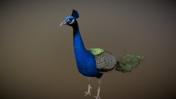 Peacock (Peafowl)