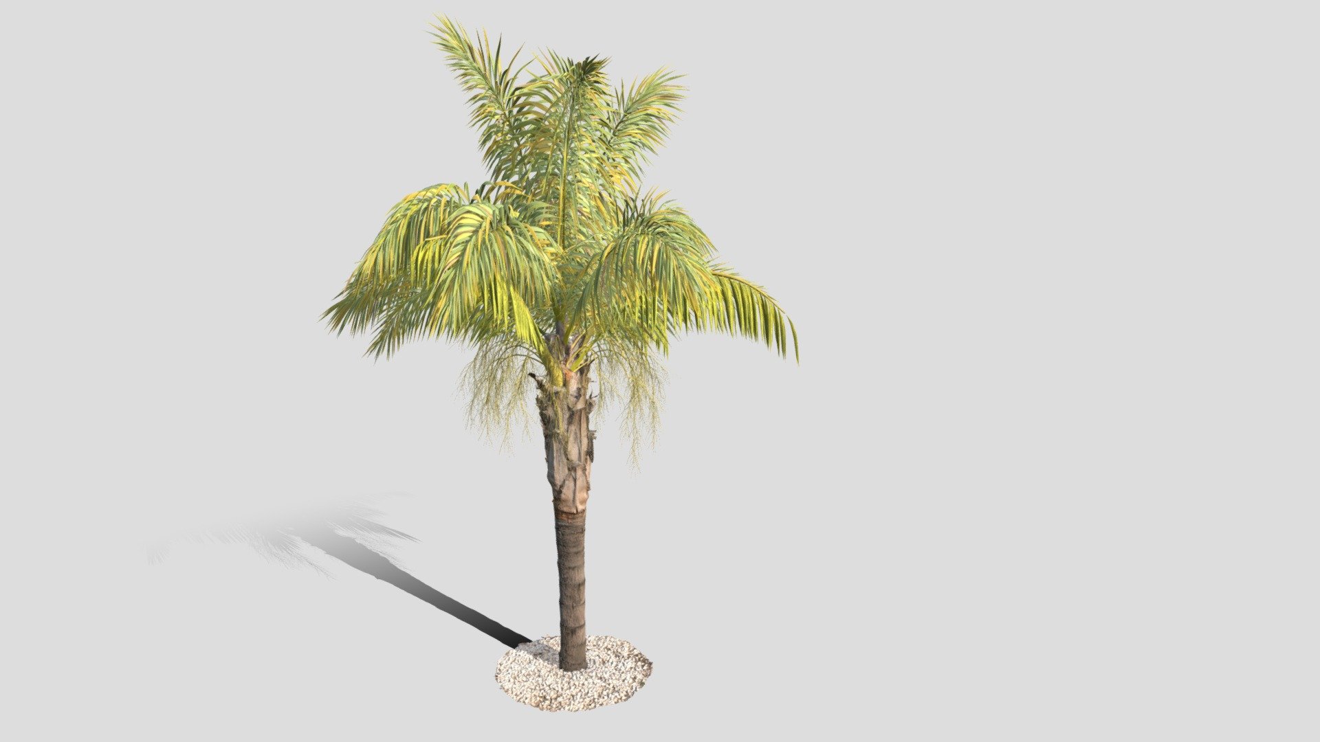 GTV queen palm mid size C 3d model