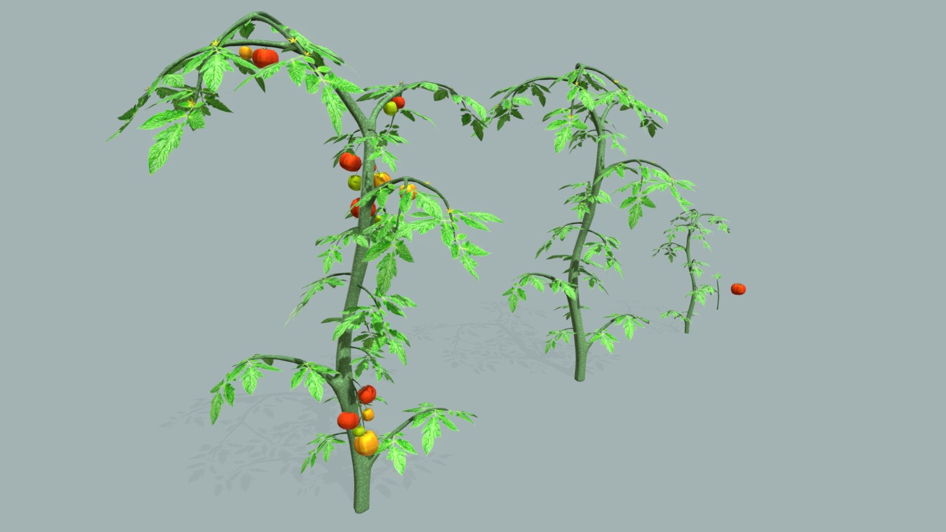 Tomato bush 3d model