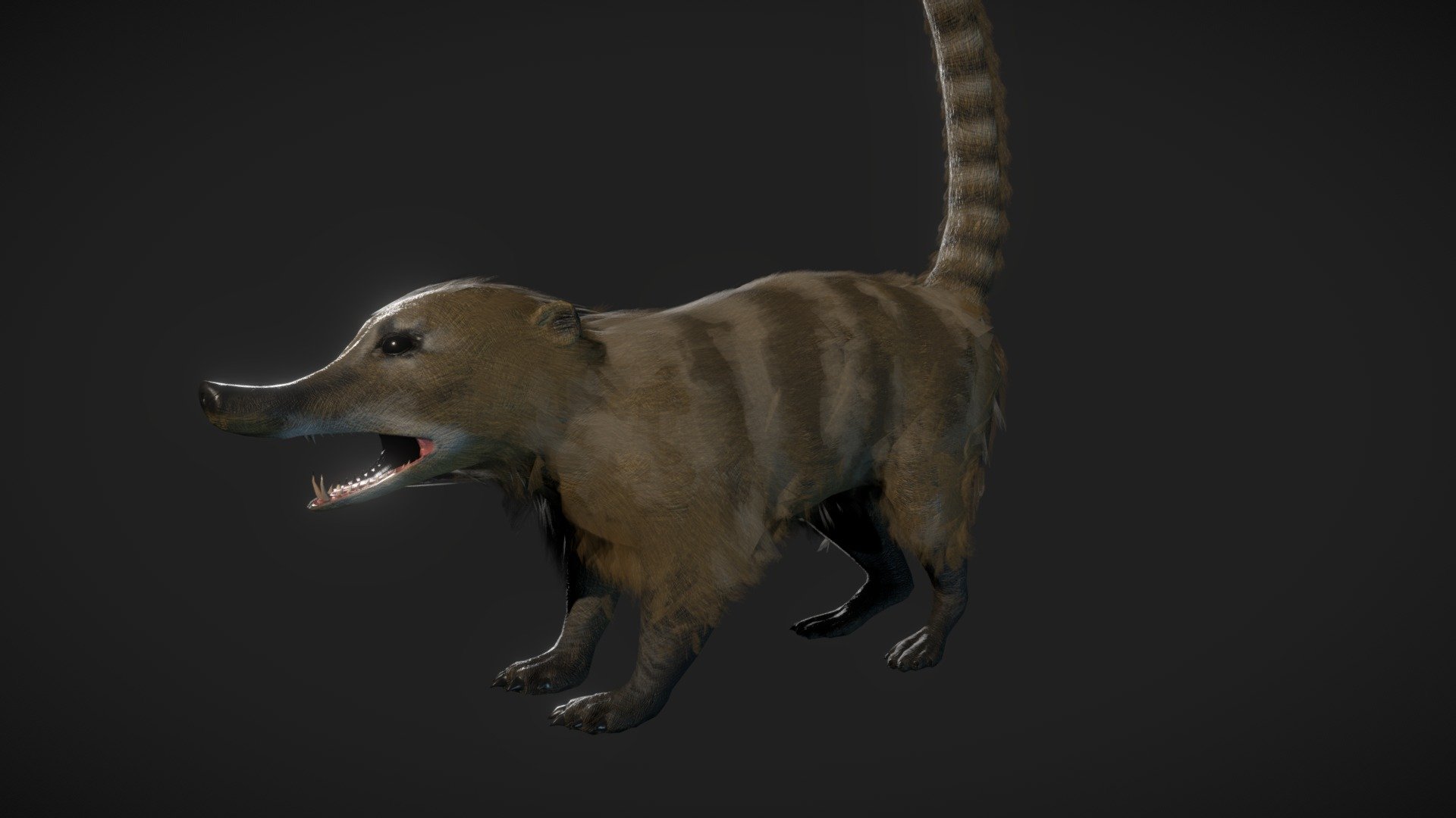 Coati 3d model