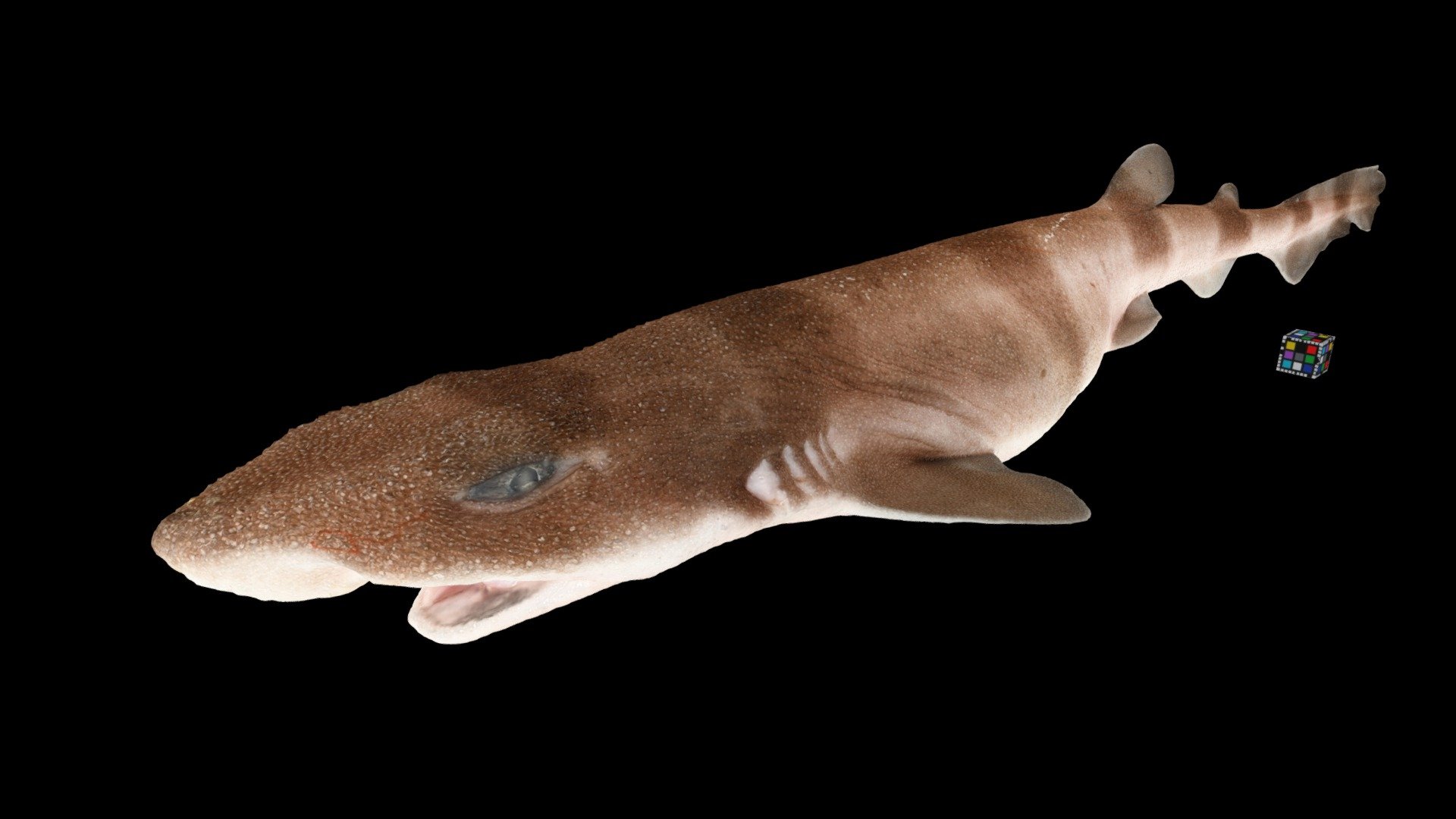 ナヌカザメ 🦈 Blotchy Swell Shark, C. umbratile 3d model