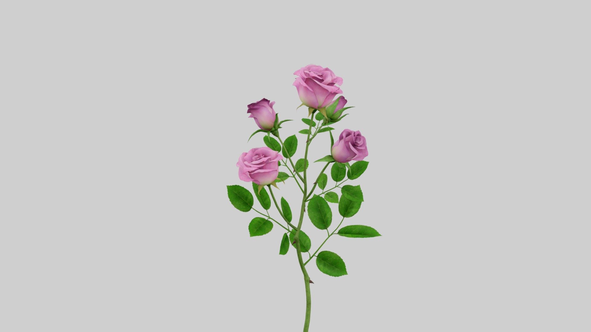 Rose 3d model