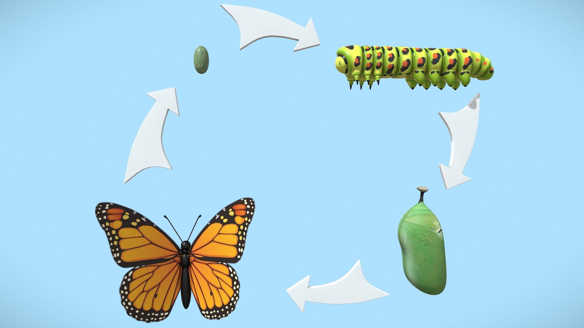 Life Cycle Of a Butterfly 3d model