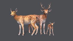 Spotted Deer Family