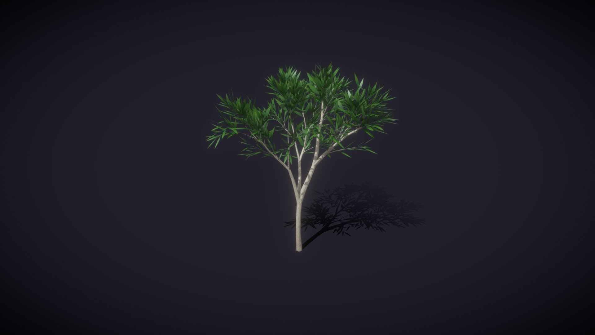 Cartoon Cartoon Eucalyptus Tree 3D Model 3d model