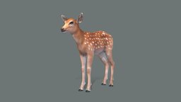 Deer