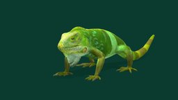 Fiji Banded Iguana Endangered (Lowpoly)