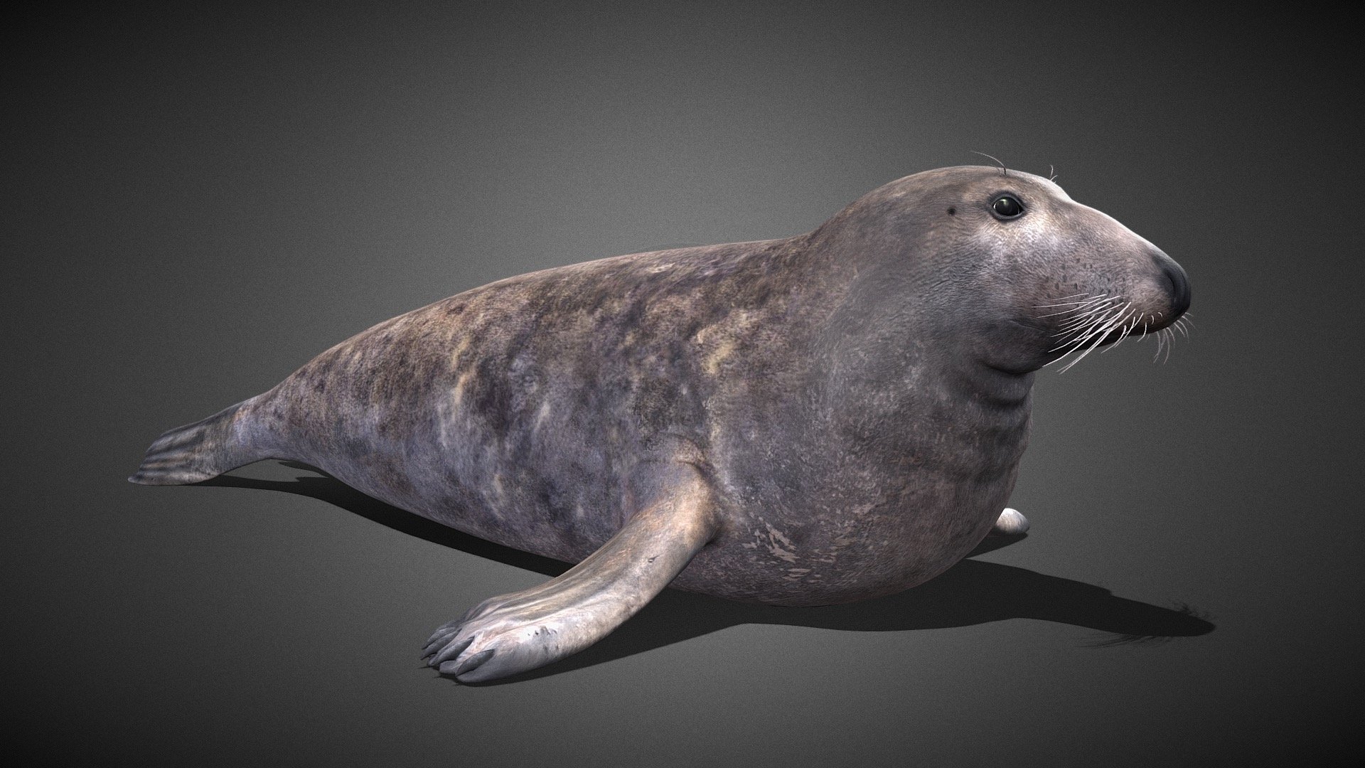 Havert (Gråsel) (Halichoerus Grypus) 3d model