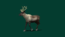 Caribou Reindeer (Lowpoly)