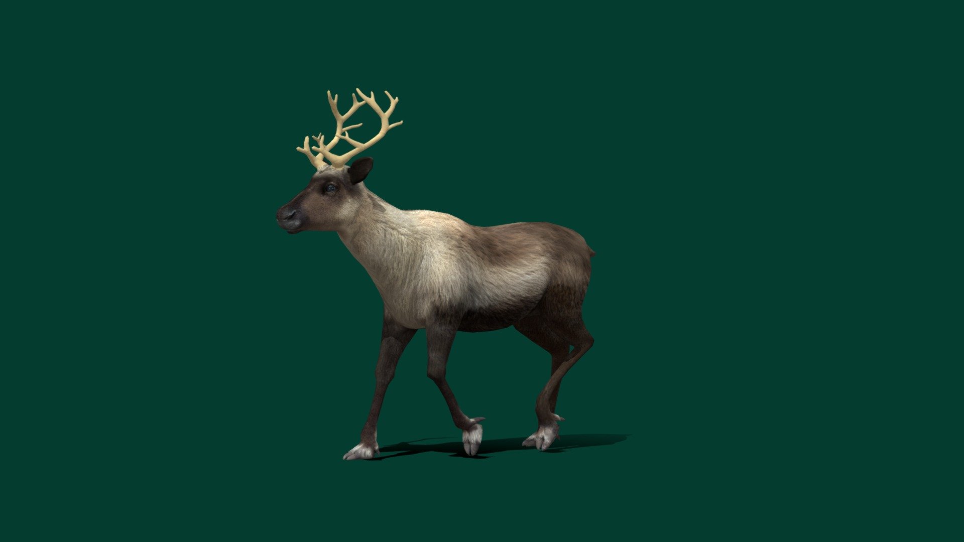 Caribou Reindeer (Lowpoly) 3d model