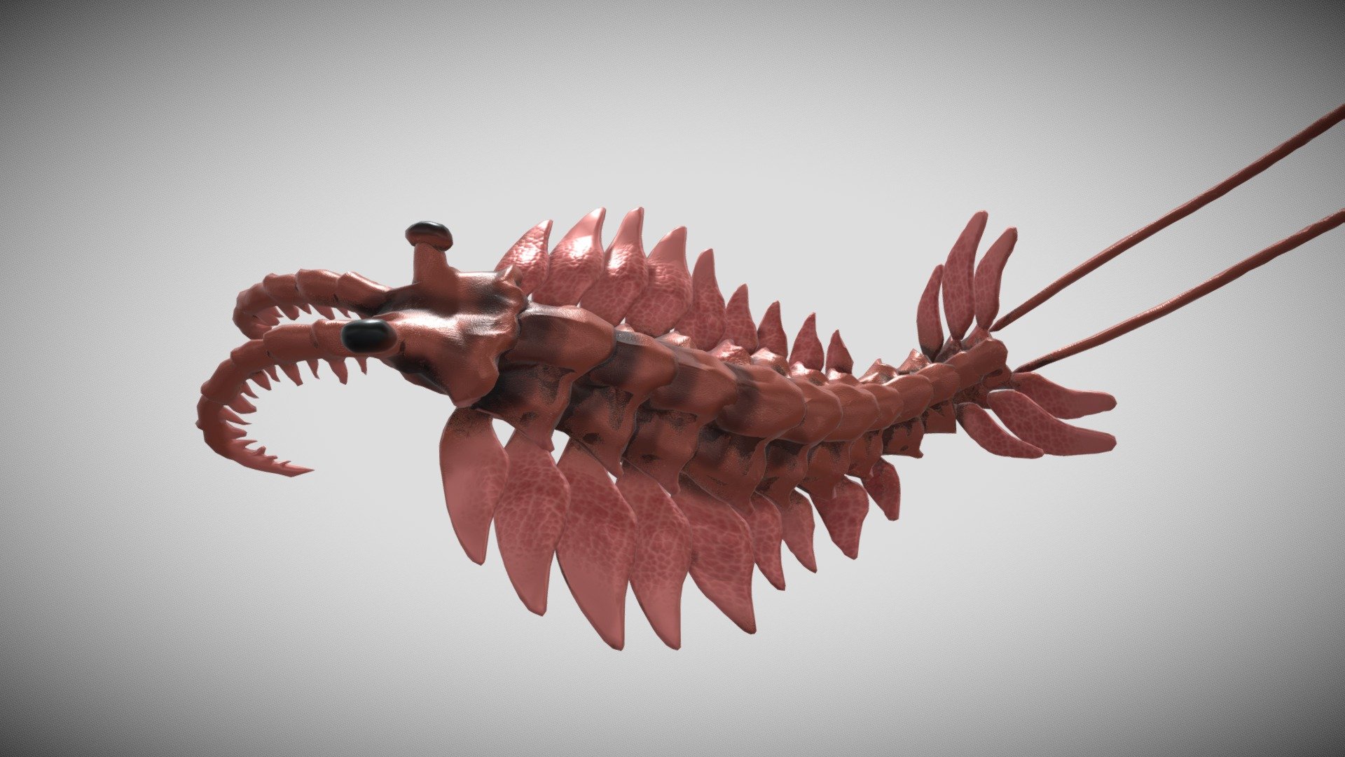 Odd Shrimp 3d model