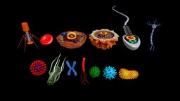 3D microscopic collection