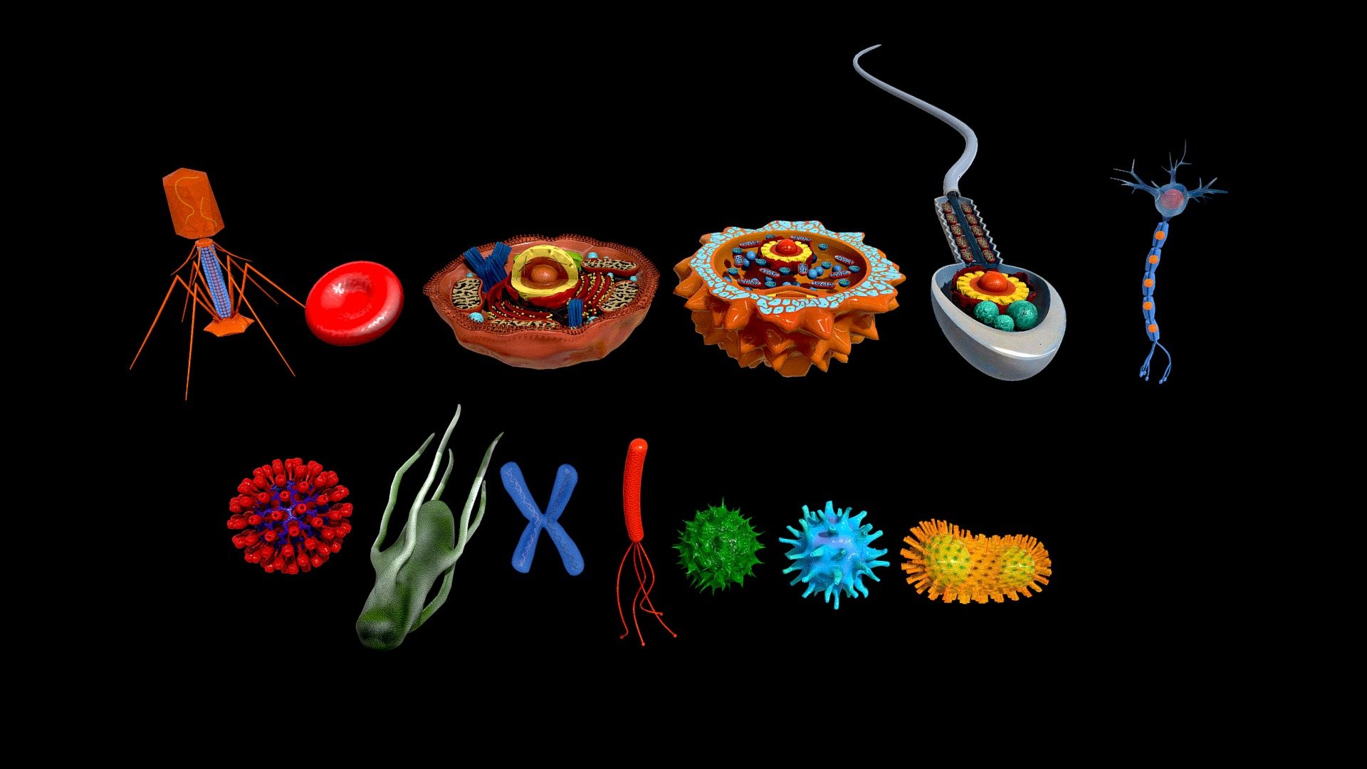 3D microscopic collection 3d model