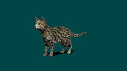 Black footed Cat