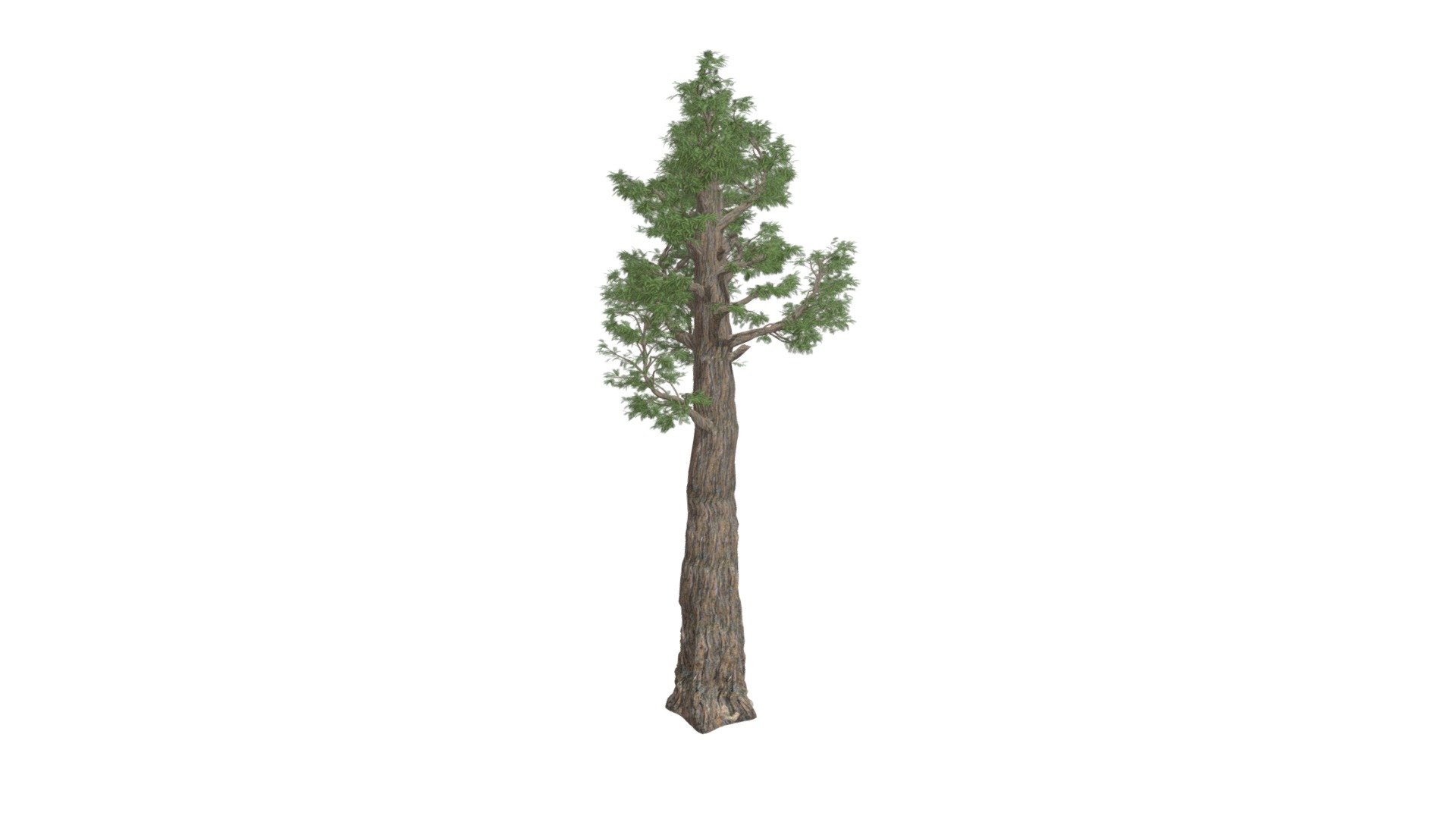 Giant Redwood (Sequoia) Tree #08 3d model