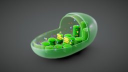 Chloroplast Cross Section Anatomy