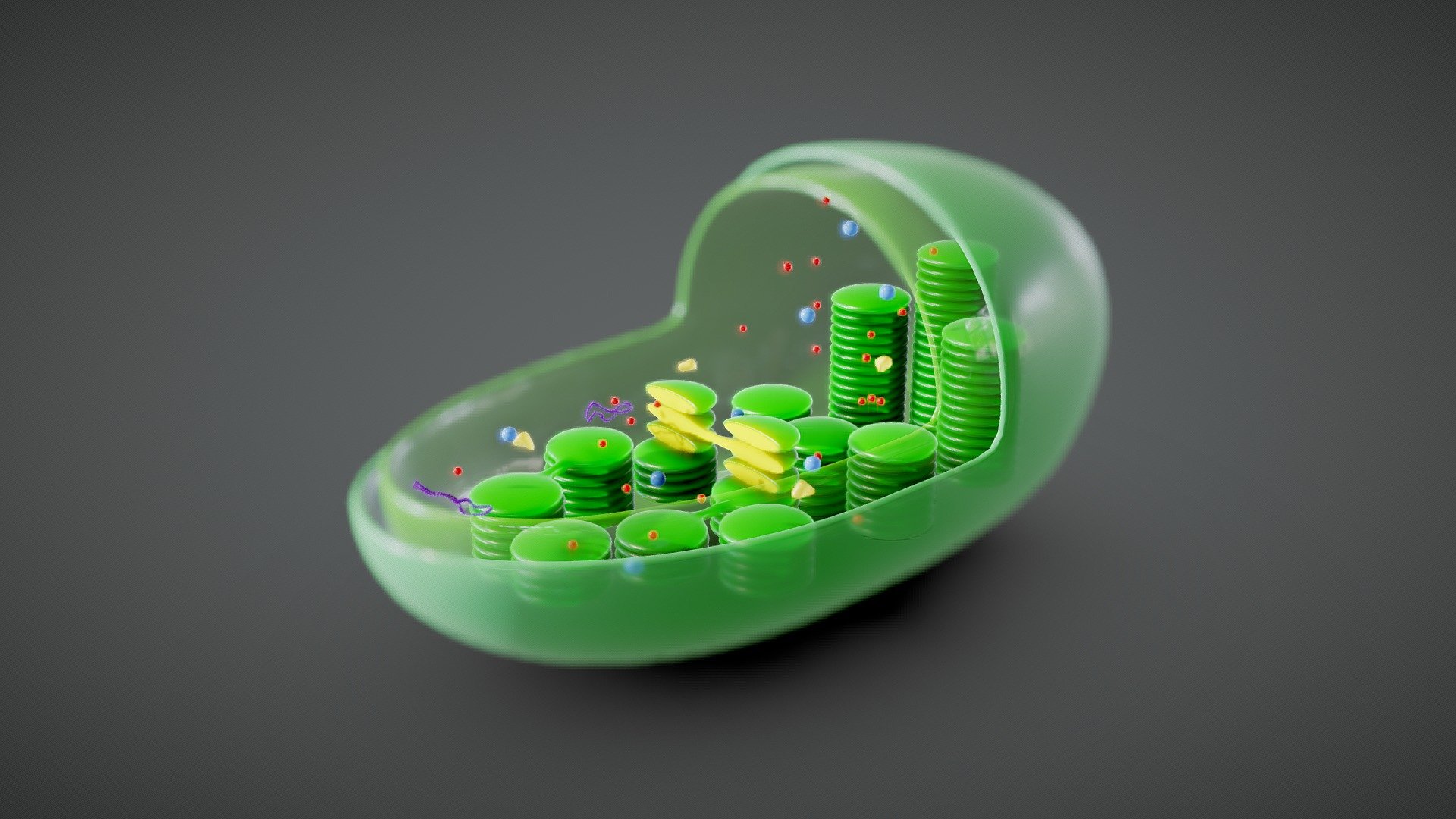 Chloroplast Cross Section Anatomy 3d model