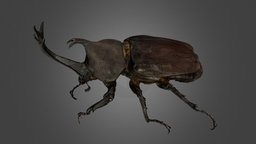 カブトムシ ♂ 78mm Japanese Rhinoceros Beetle