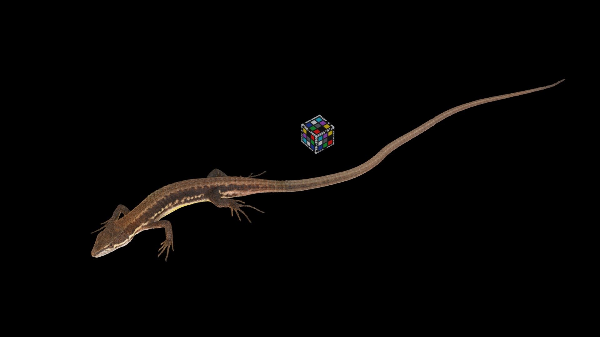 ニホンカナヘビ🦎 Grass Lizard, T. tachydromoides 3d model