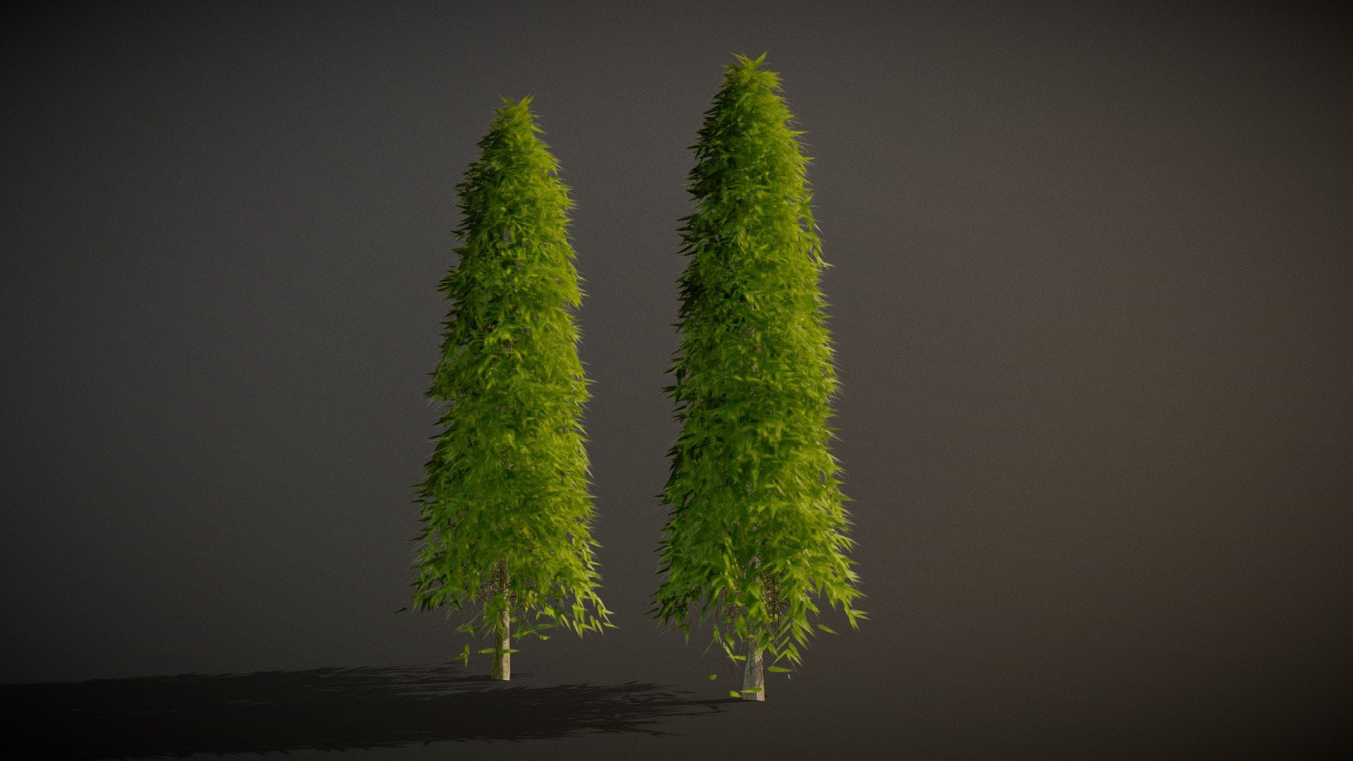 Saraca idica ashoka Tree 3d model