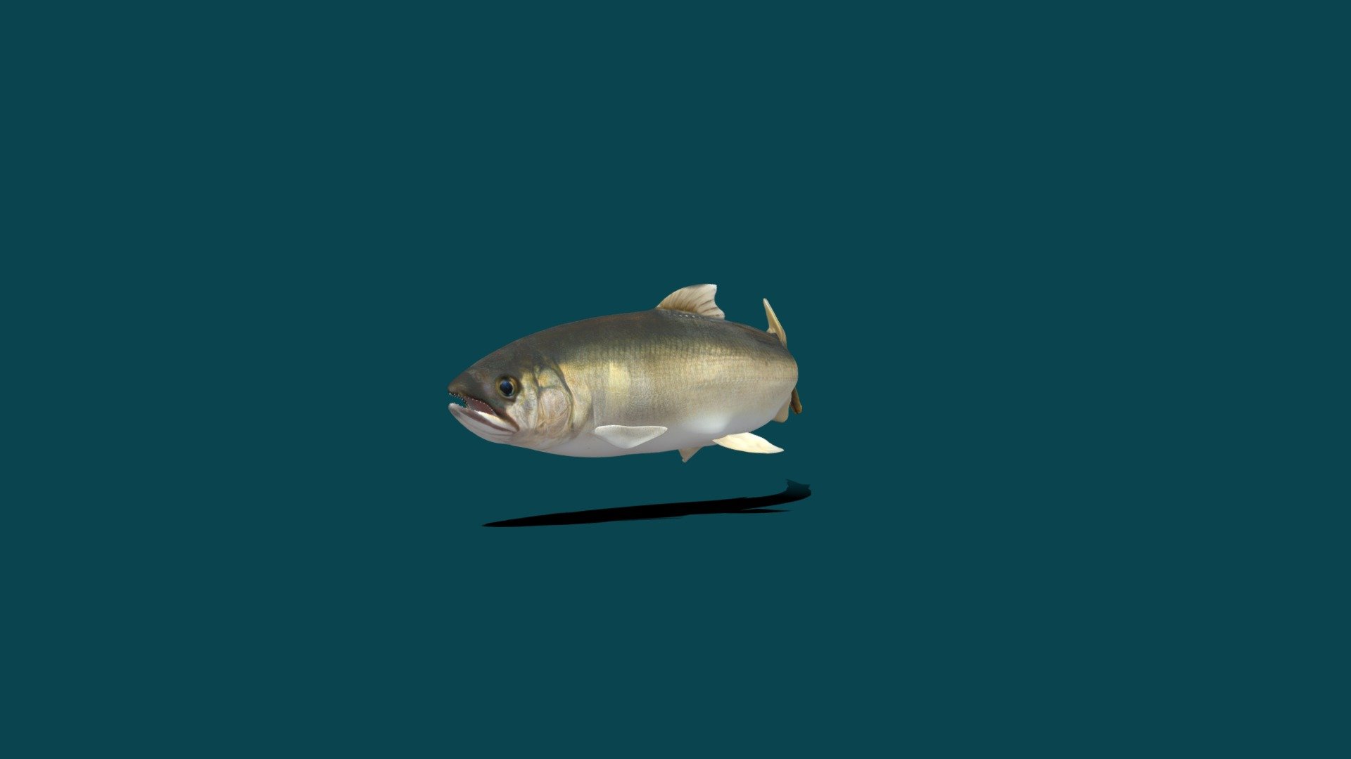 Ayu Sweetfish 3d model