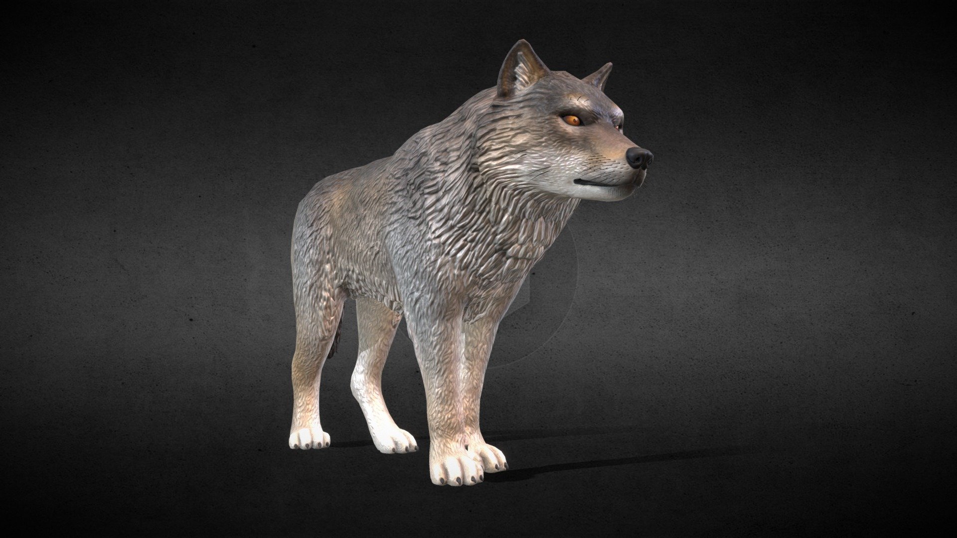 Eurasian Gray Wolf 3d model