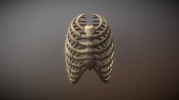 Rib Cage