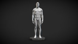 Male Anatomy Statue