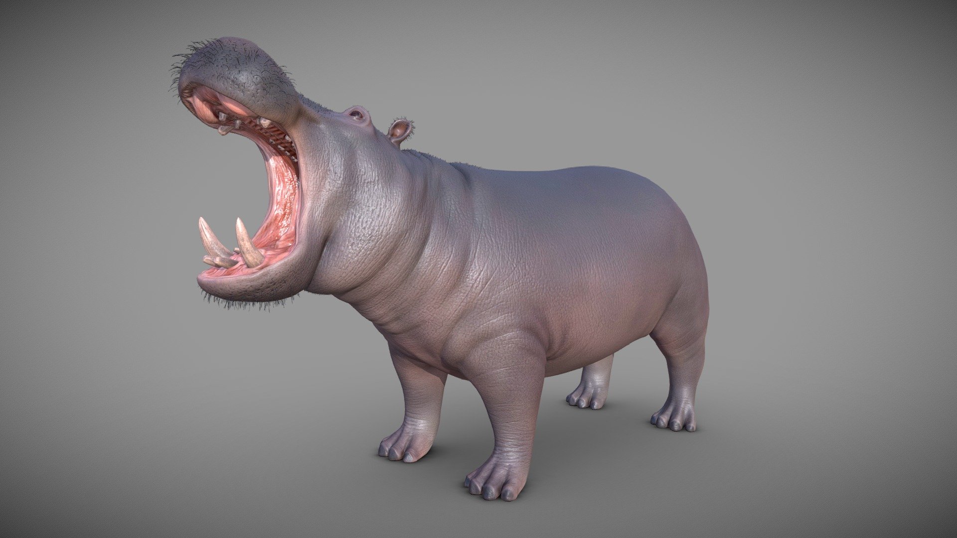 Hippo 3d model