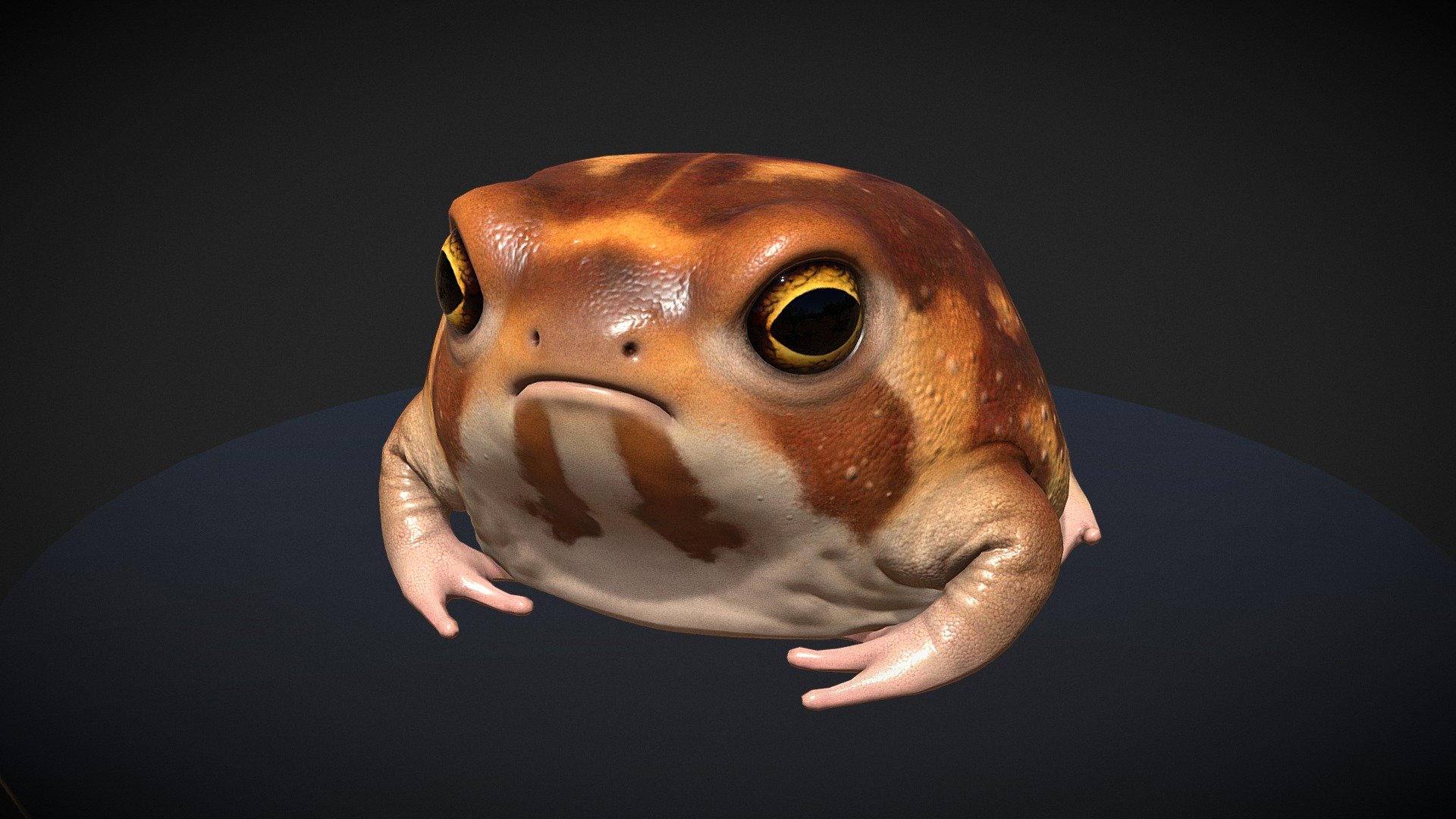 Desert Rain Frog 3d model