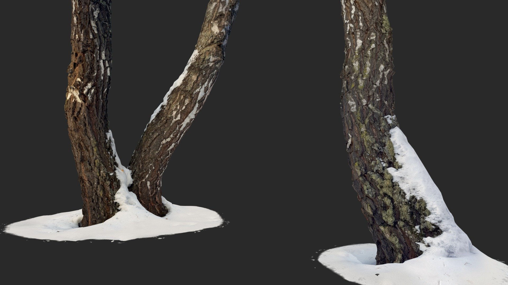 Birch Trunks 3d model