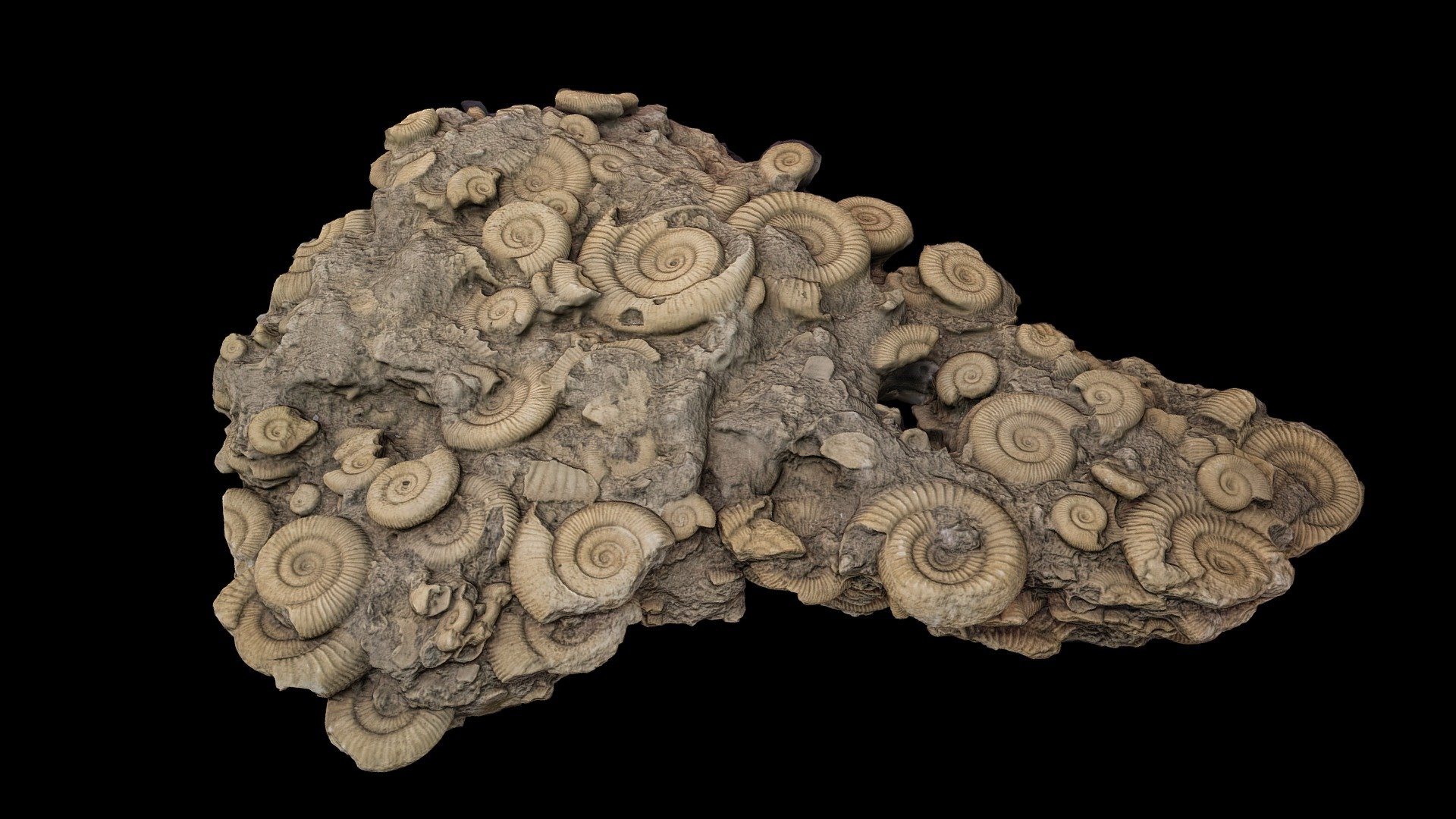 Ammonite 3d model