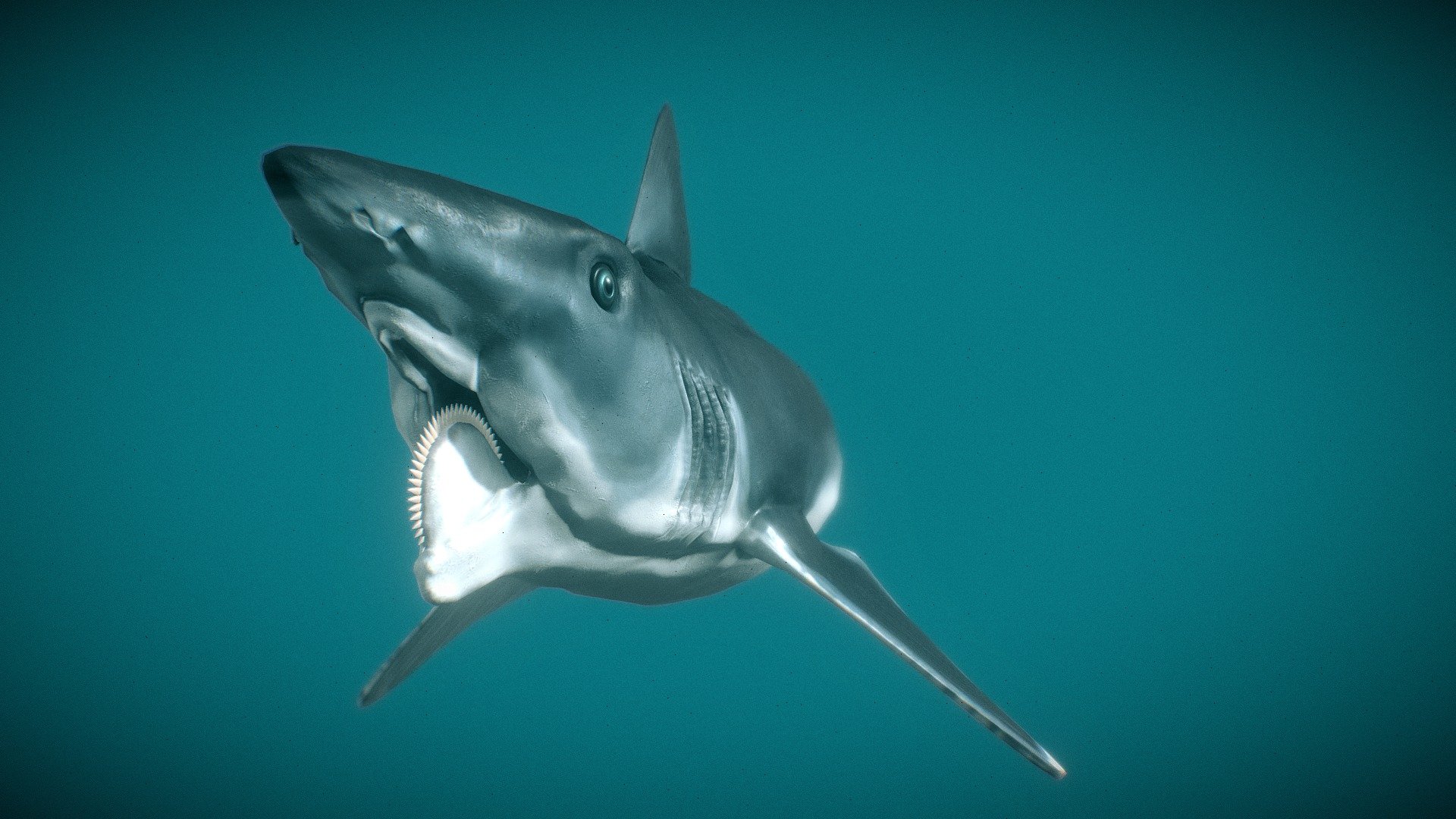 Helicoprion Bessonowi 3d model