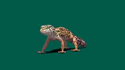 Leopard Gecko (LowPoly)