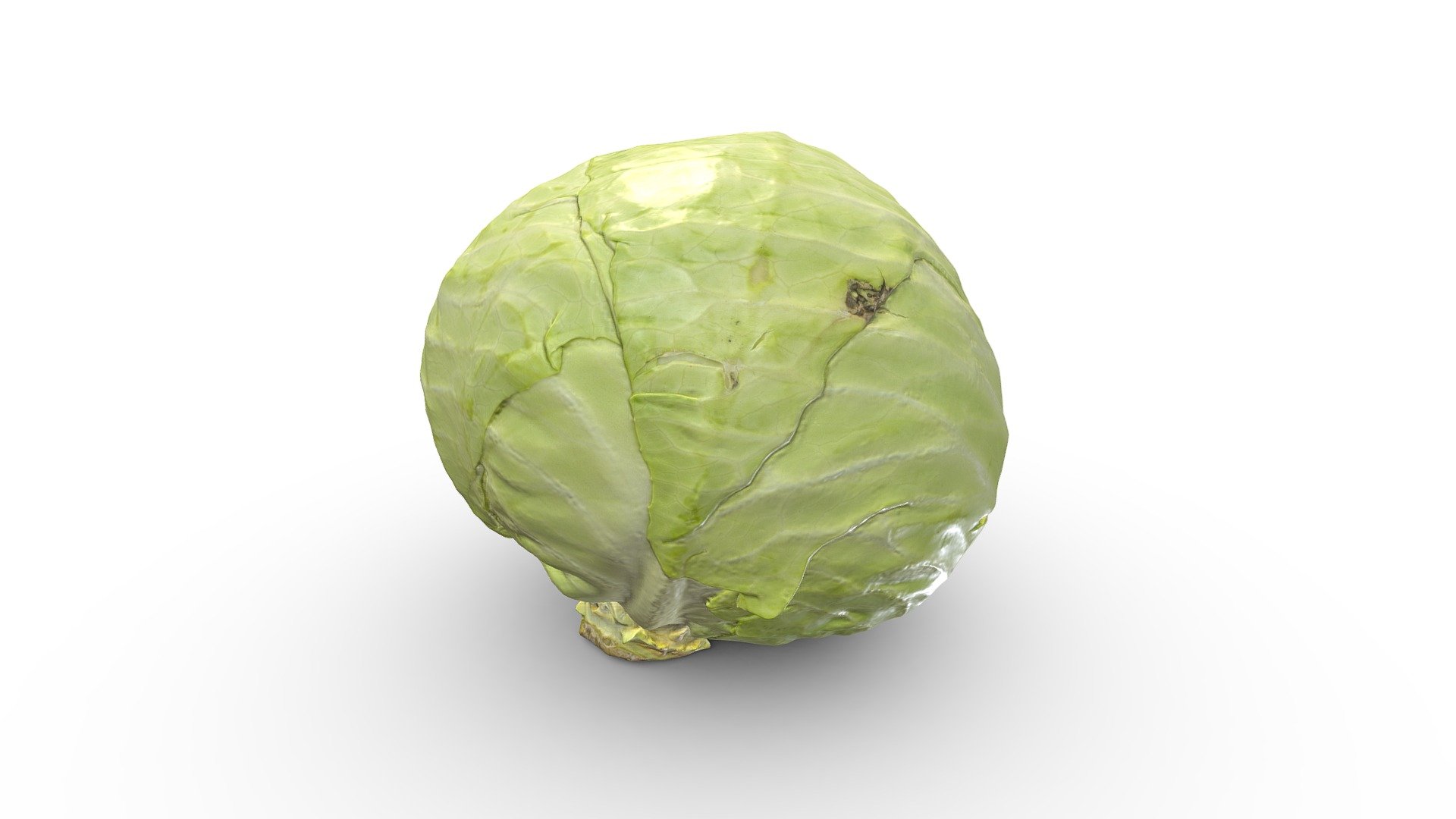 White Cabbage 3d model