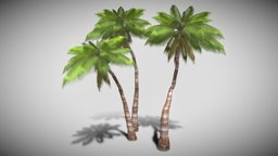 Coconut Tree