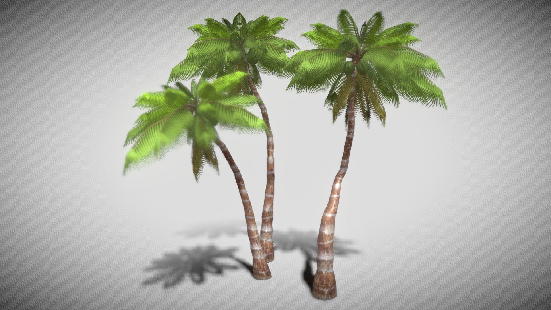 Coconut Tree 3d model