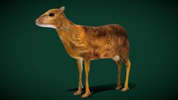 Fanged Mouse-deer Animal (Lowpoly)