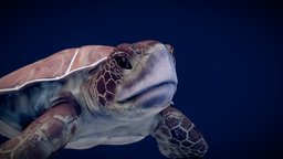 Sea turtle