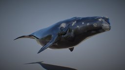 RIGH WHALE ANIMATIONS