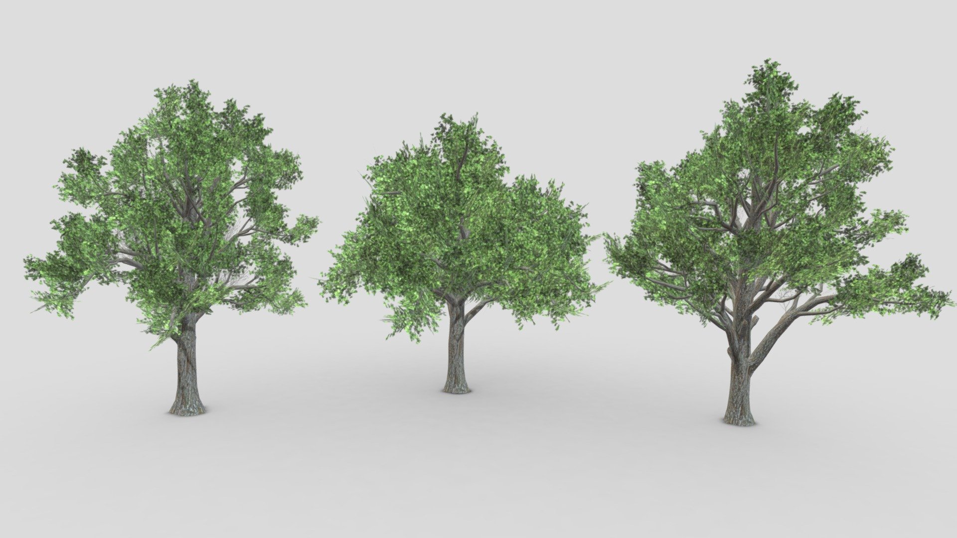 Sugar Maple Tree- Pack-01 3d model