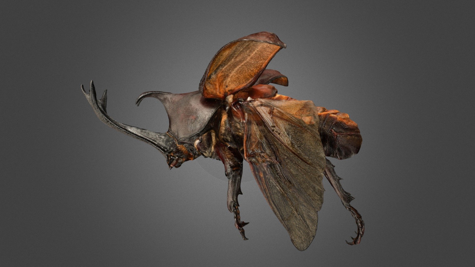 カブトムシ ♂ Japanese Rhinoceros Beetle (Transparent) 3d model