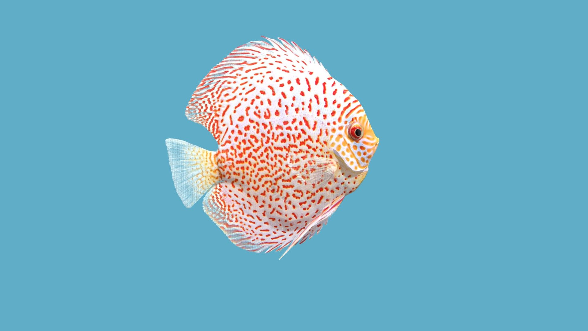 Discus Leopard Red Spotted 3d model