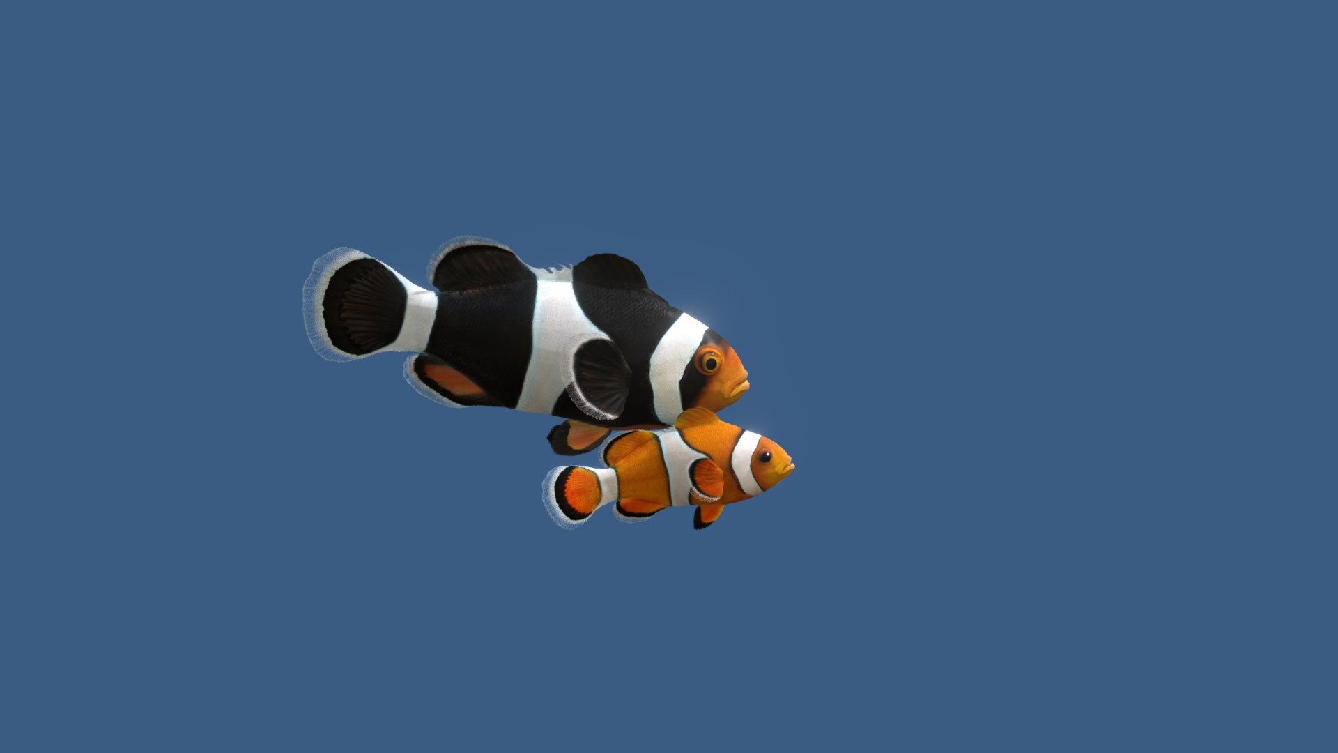 Pair of Сlownfish 3d model