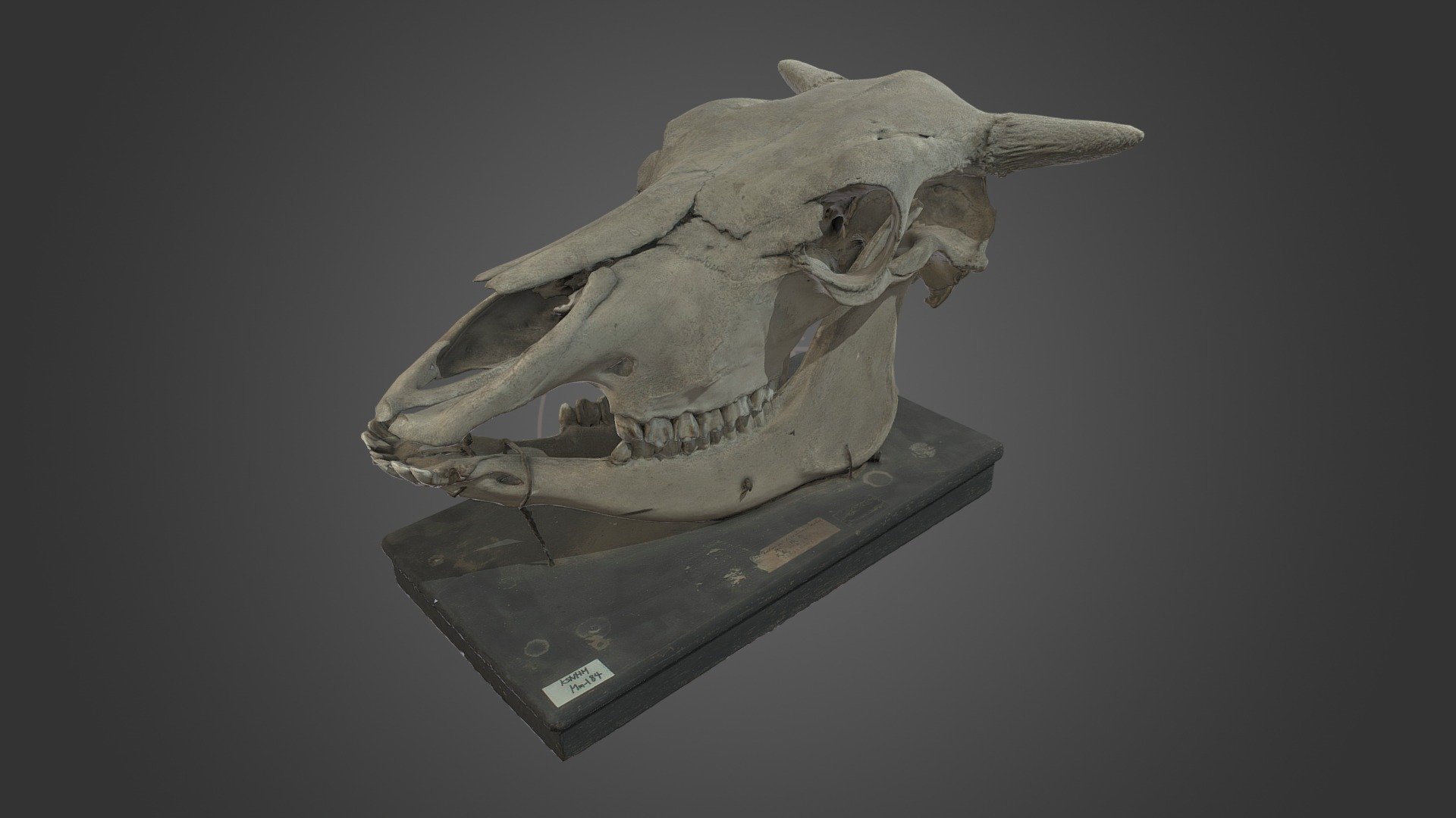 KSNHM_Mm-184 ウシ頭骨　Cow Skull 3d model