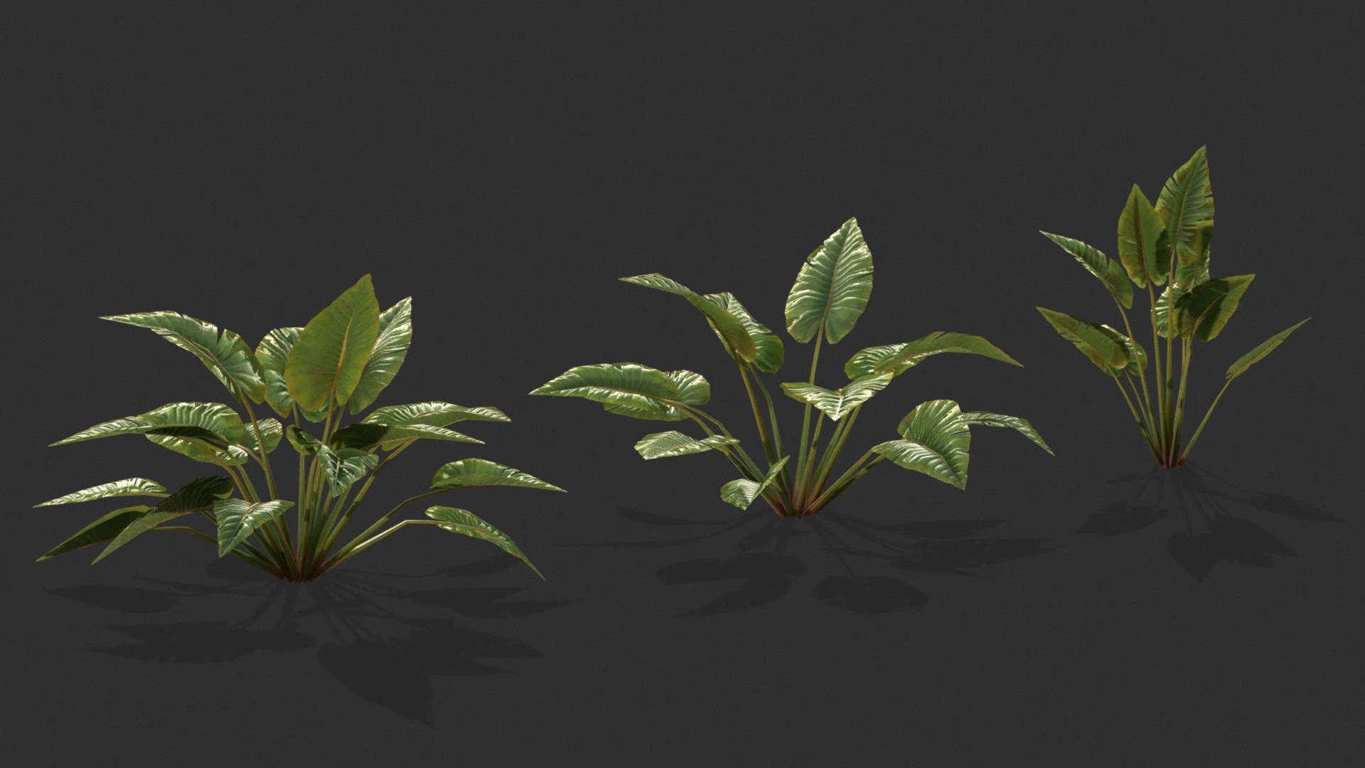 Alocasia Plant 3d model