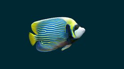 Emperor Angelfish