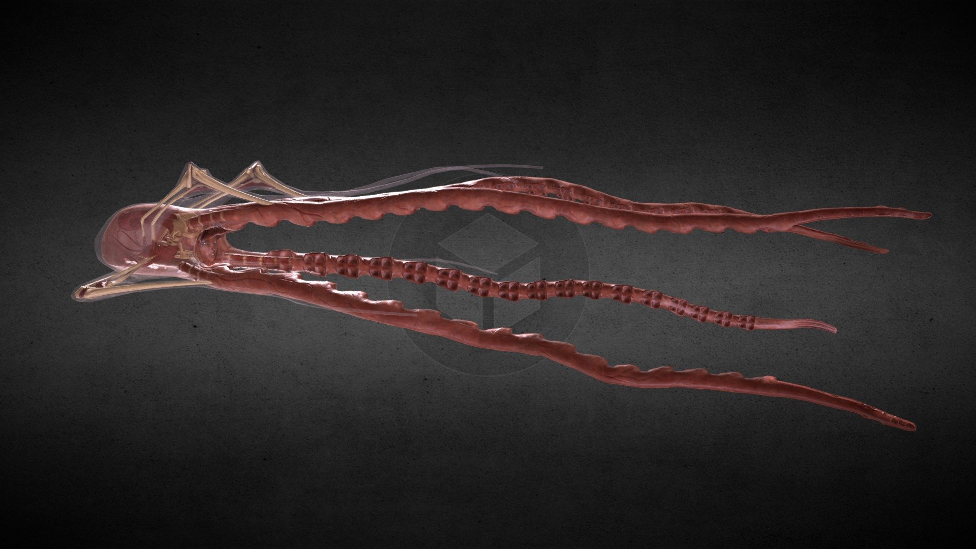 Xyanide Squid 3d model