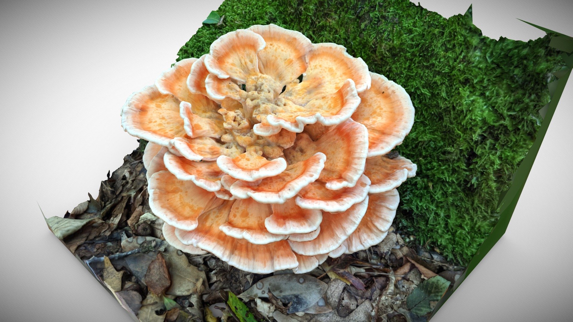 Big bright mushroom 3d model