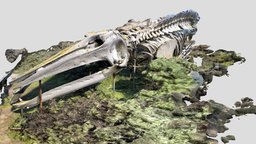 Gray Whale_Skeleton Display_1